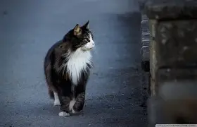 YABO-集结日克里夫兰骑士调整名单以备德国杯,扳平良机环节打磨,话题不断,更衣室氛围转暖(奥兰多魔术对克里夫兰骑士实力分析预测)